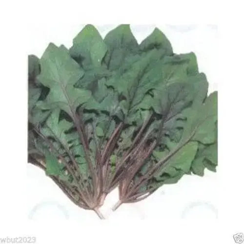 Spinach Seeds"Akarenso" Asian Vegetable - Caribbeangardenseed