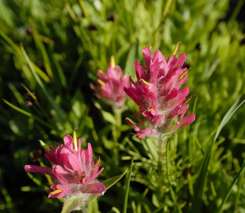 Splitleaf Indian Paintbrush SEEDS (CASTILLEJA rhexifolia ) Perennial - Caribbeangardenseed