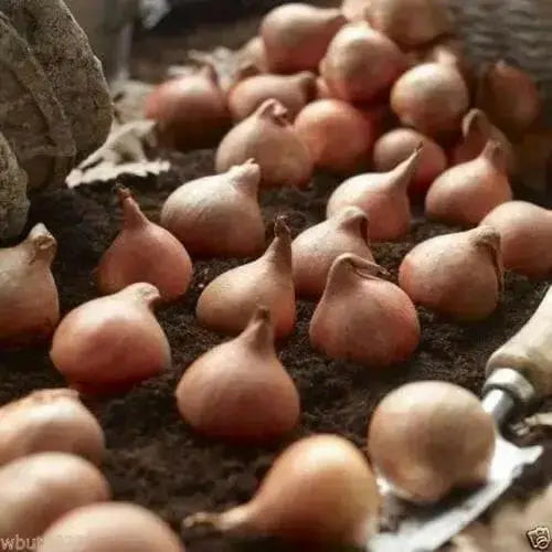 Spring Green Viridiflora ,Tulip Bulbs.fall planting - Caribbean garden seed