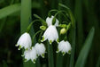 Spring Snowflake Flowers (10 seeds),Leucojum vernum , Hardy Perennial - Caribbeangardenseed