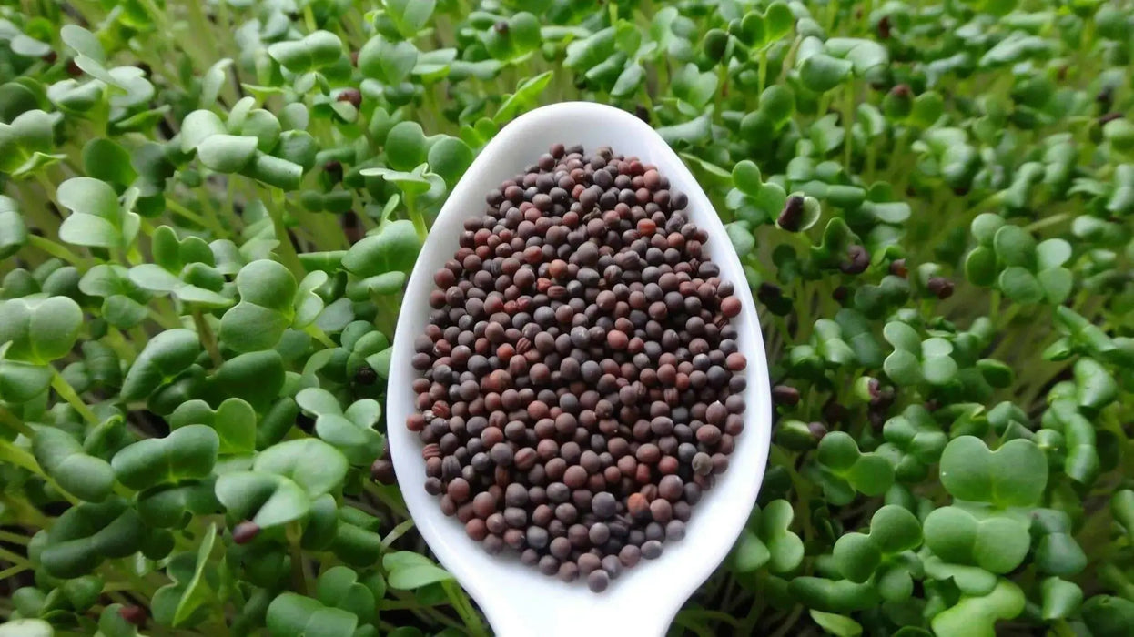 Sprouting broccoli /calabrese green ,Microgreen Seeds - Caribbean garden seed