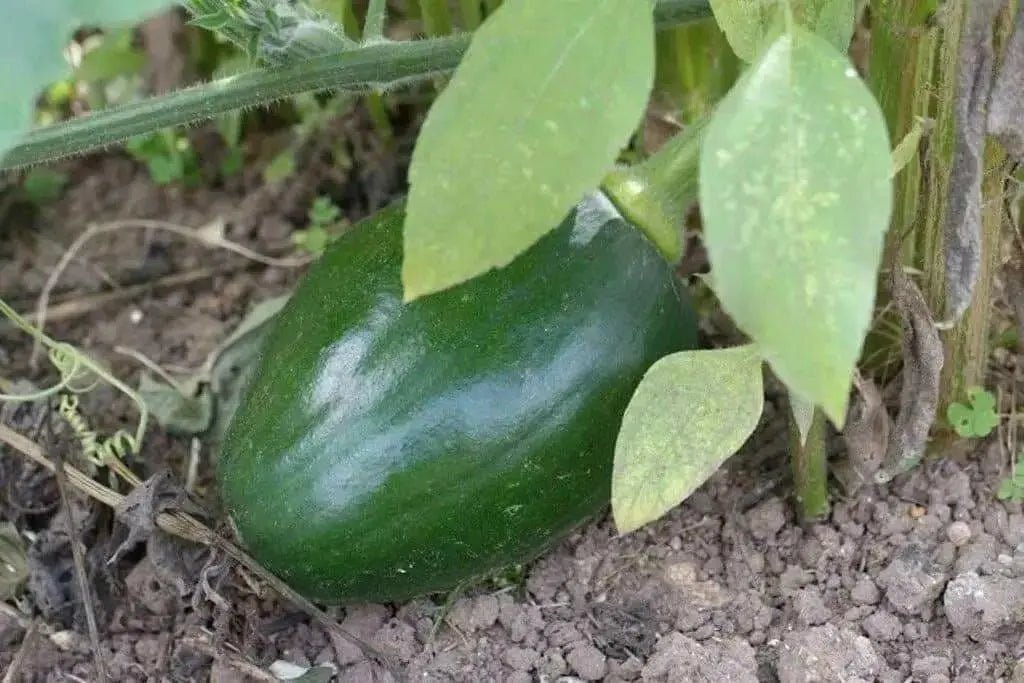 Early Bulam, Korean summer squash Seeds , Asian Vegetable - Caribbean garden seed