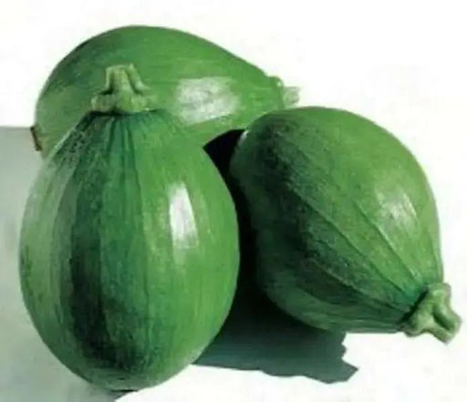 Early Bulam, Korean summer squash Seeds , Asian Vegetable - Caribbean garden seed