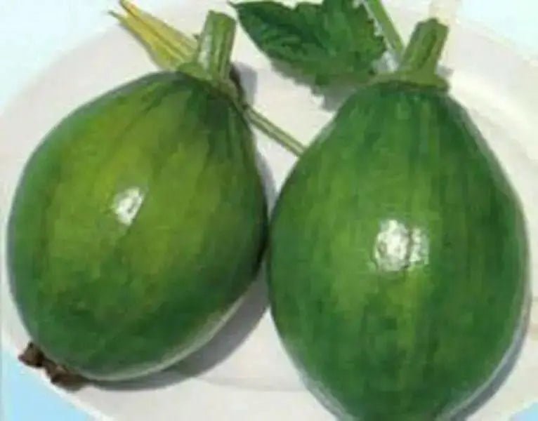 Early Bulam, Korean summer squash Seeds , Asian Vegetable - Caribbean garden seed