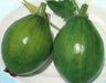 Early Bulam, Korean summer squash Seeds , Asian Vegetable - Caribbean garden seed