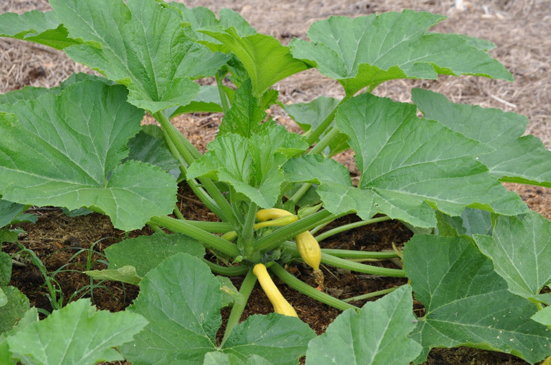 Squash Seeds- summer Medley Mixed - Caribbean garden seed