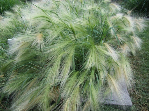 Squirrel-tail Grass Seeds,Ornamental Grass. - Caribbean garden seed