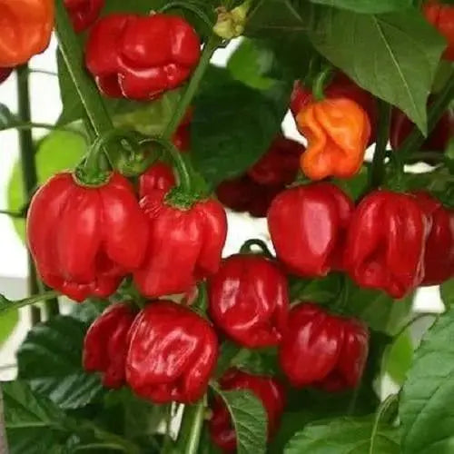 St Martin (Scotch Bonnet), Pepper Seeds, Capsicum chinense , Hot. - Caribbeangardenseed