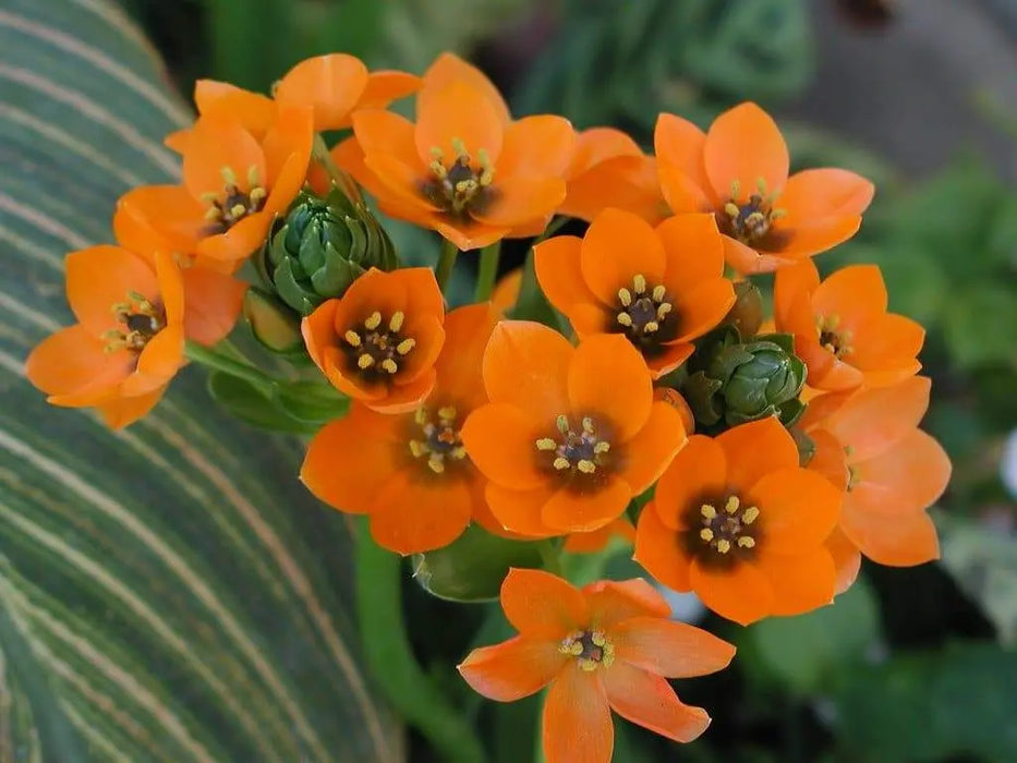 Star of Bethlehem, dubium (orange) ,flowers bulb, - Caribbeangardenseed