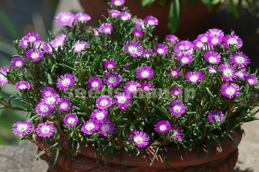 Stardust Flower Seeds, Ice Plant . Delosperma Floribunda ,Succulent - Caribbeangardenseed