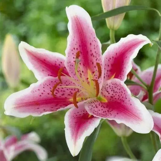 Stargazer Oriental Lily and Dwarf Patio Lily Flower Bulbs - Caribbeangardenseed