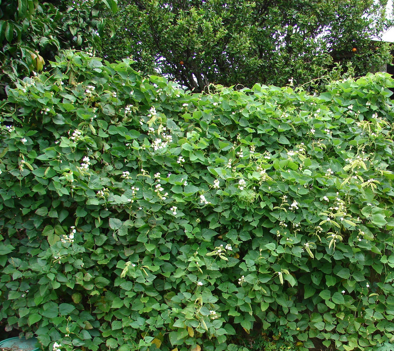 White Hyacinth Bean Vine Seeds – Lablab purpureus, Edible Ornamental Climber, 10–15 ft