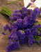 Statice Seeds - Purple Attraction, ANNUAL FLOWERS! - Caribbeangardenseed