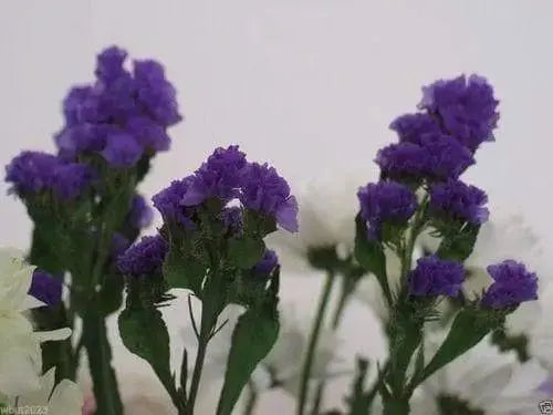 Statice Seeds - Purple (Limonium Sinuatum ) Great For Cut Flowers- 100 Seeds ! - Caribbeangardenseed