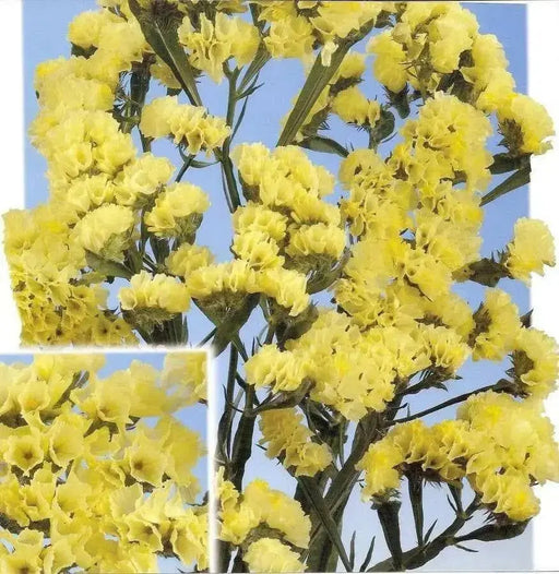 Statice Seeds - Yellow (Limonium Sinuatum) Annual FLOWERS - Caribbean garden seed