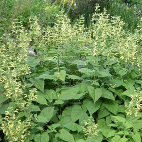 Sticky Sage , flowers Seeds - Caribbean garden seed