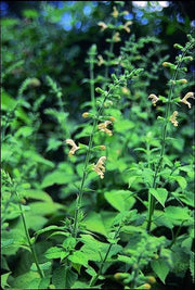 Sticky Sage , flowers Seeds - Caribbean garden seed
