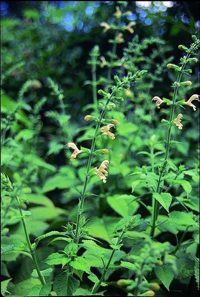 Sticky Sage , flowers Seeds - Caribbean garden seed