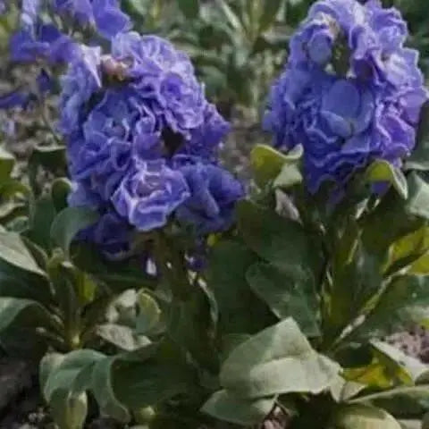 Stock Blue - SEEDS (Matthiola Incana Ten Week Blue) ANNUAL FLOWERS - Caribbean garden seed