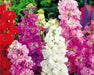 Stock FLOWERS Seeds (Matthiola Incana Ten Week Mix ) - Caribbeangardenseed