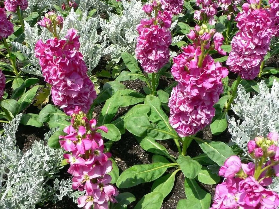 Stock FLOWERS Seeds  (Matthiola Incana Ten Week Mix ) ANNUAL FLOWERS - Caribbean garden seed