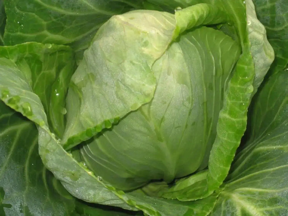 Stonehead Cabbage,This hybrid cabbage forms a rock-solid, round head and is disease resistant. - Caribbean garden seed
