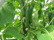 Straight Eight,Cucumber SEEDS, Heirloom Vegetable - Caribbeangardenseed