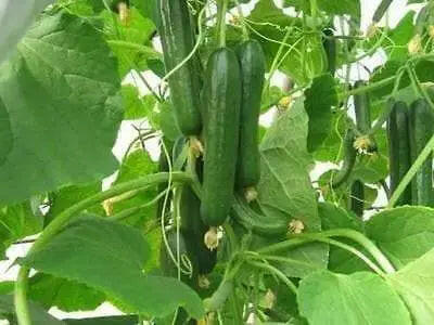 Straight Eight,Cucumber SEEDS, Heirloom Vegetable - Caribbeangardenseed