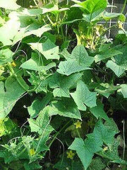 Straight Eight,Cucumber SEEDS, Heirloom Vegetable - Caribbeangardenseed