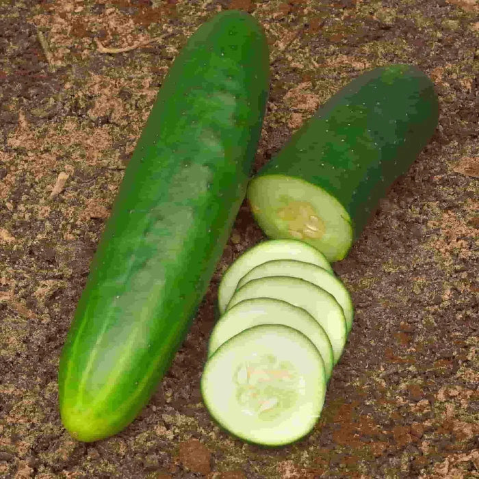 Straight Eight,Cucumber SEEDS, Heirloom Vegetable - Caribbeangardenseed