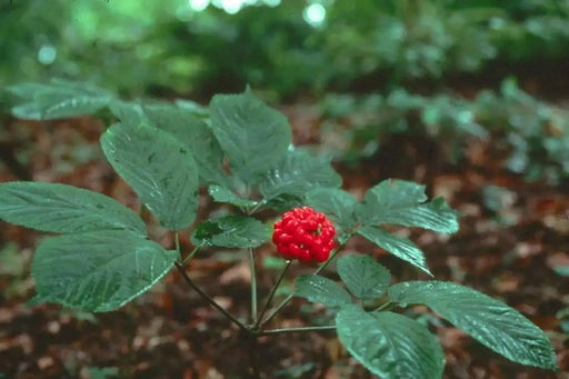 Stratified American Ginseng Seeds, Ready To Plant - Caribbean garden seed