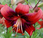 Strawberry Event - Asaitic Hybrid Lily, (3 Bulbs) Gorgeous flowers - Caribbeangardenseed