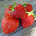 Strawberry  PLANTS (BAREROOT,)  SEASCAPE, ALBION - Caribbean garden seed