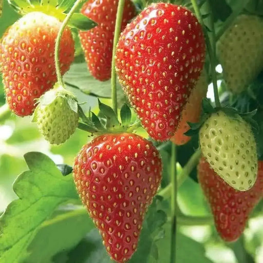 STRAWBERRY SEEDS (Fragaria ananassa) bright red fruit has great flavor (Organic seeds) - Perennial ! - Caribbean garden seed