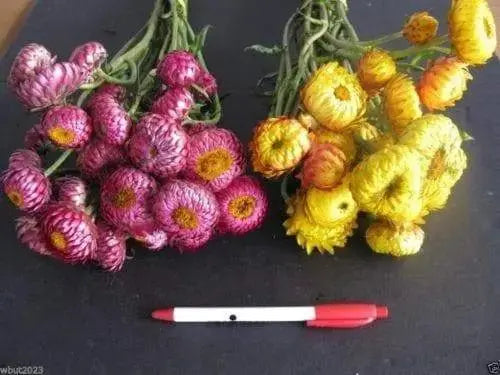 500 STRAWFLOWER SEEDS - Rose/Pink- Helichrysum Bracteatum ,Great for Cut flowers - Caribbeangardenseed