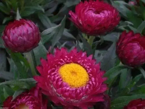 500 STRAWFLOWER SEEDS - Rose/Pink- Helichrysum Bracteatum ,Great for Cut flowers - Caribbeangardenseed