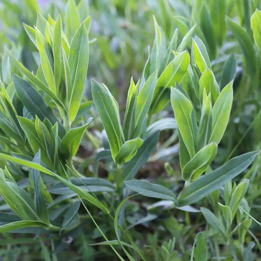 Stridolo Stridolo Seeds, a.k.a.Sculpit, (Silene inflata) very drought tolerant, Asian vegetable - Caribbeangardenseed