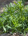 Stridolo Stridolo Seeds, Sculpit (Silene inflata) Perennial. CARIBBEAN GARDEN SEED