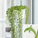 String Of Dolphins (LIVE STARTER PLANT) Succulents Houseplant - Caribbean garden seed