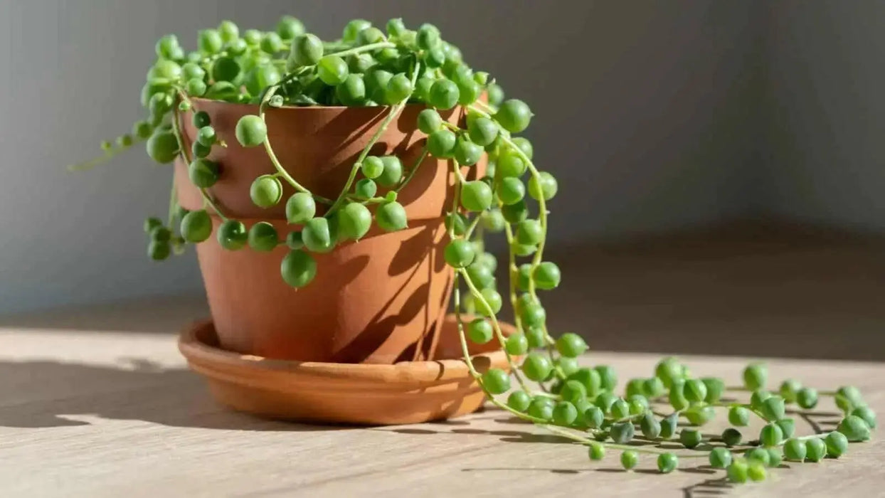 String Of Dolphins (LIVE STARTER PLANT) Succulents Houseplant - Caribbean garden seed