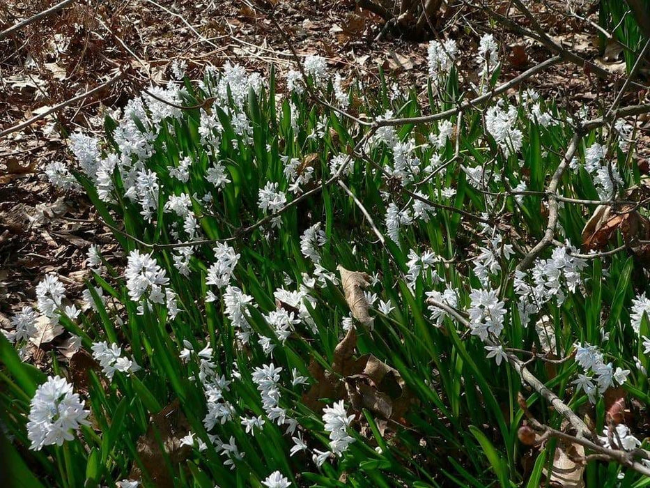 Striped Squill BULBS, Puschkinia Libanotica - Caribbeangardenseed