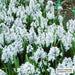 Striped Squill BULBS, Puschkinia Libanotica - Caribbeangardenseed