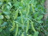 Sugar Ann Pea  Seeds (Dwarf) - Caribbean garden seed