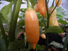 Sugar Rush Peach ,hot pepper seed - Capsicum baccatum - Caribbeangardenseed