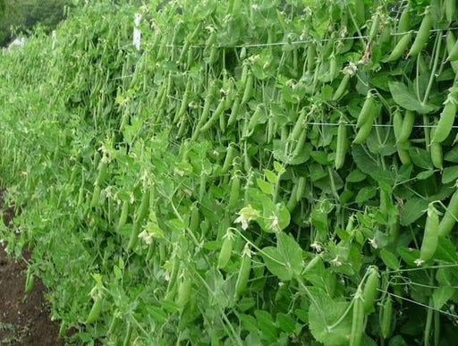 SUGAR SNAP PEAS ~Super Sweet pea - Caribbeangardenseed