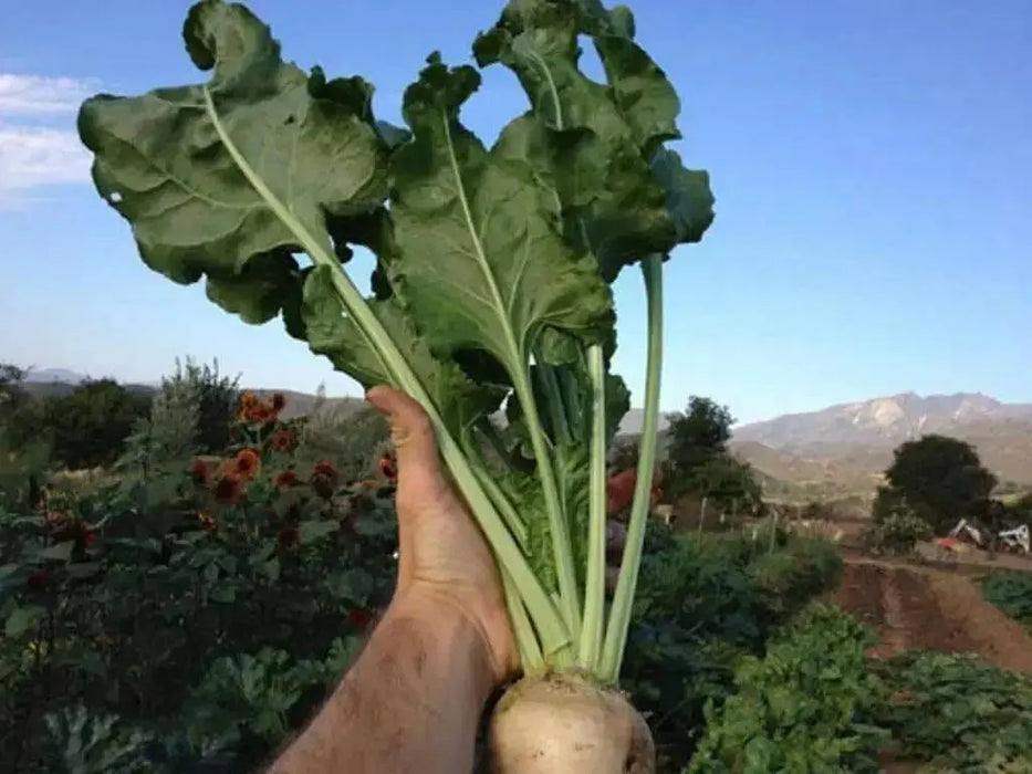 Sugars Beet Seed,(Beta vulgaris) - Caribbean garden seed