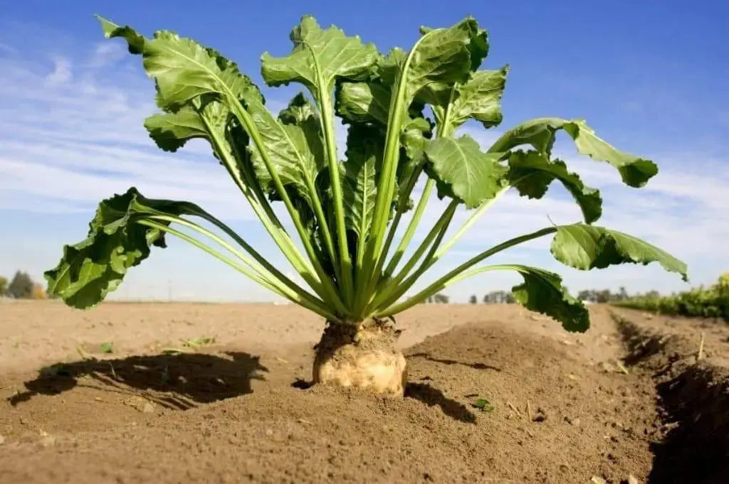 Western Sugar Beet Seed,(Beta vulgaris) Fresh seeds,Organic Non Gmo, - Caribbeangardenseed