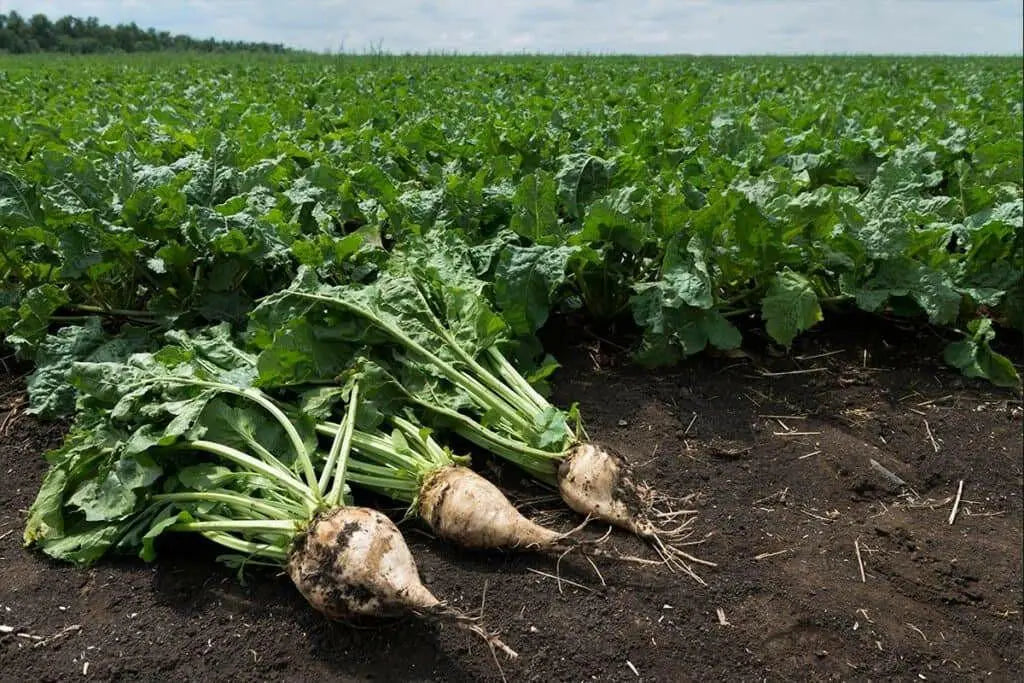 Sugars Beet Seed,(Beta vulgaris) - Caribbean garden seed