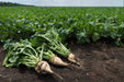 Western Sugar Beet Seed,(Beta vulgaris) Fresh seeds,Organic Non Gmo, - Caribbeangardenseed