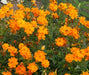 Sulphur Cosmos ‘Crest Gold, Annual Flowers Seed - Caribbean garden seed